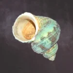 Green Moti Shankh (मोती शंख)