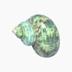 Green Moti Shankh (मोती शंख)