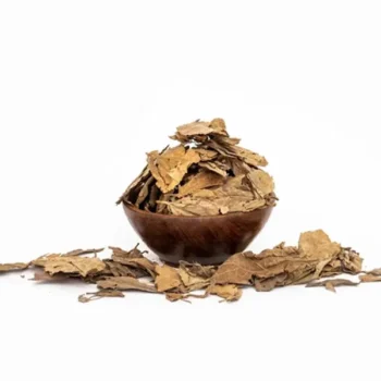 Harshringar Leaves (हरसिंगार के पत्ते)