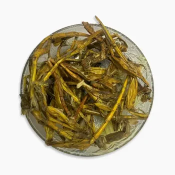 Jivanti Roots (जीवंती की जड़)