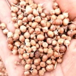 Mehendi Seeds (मेहंदी के बीज)