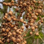 Mehendi Seeds (मेहंदी के बीज)