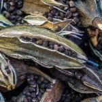 Mushk Dana (मुश्क दाना)