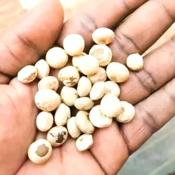 Nirmali Supari Seeds (निर्माली सुपारी के बीज)