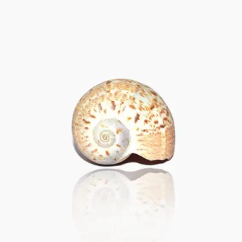 Pavitra Conch, Pavitra Shankh, Pavitra Puja Shankh