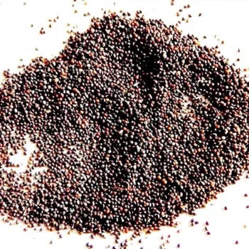 Samunder Sokh (समुंदर सोख)