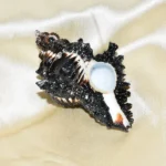 Shani Conch, Shani Shankh, Shani Siddh Conch