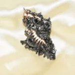 Shani Conch, Shani Shankh, Shani Siddh Conch