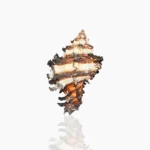 Shani Conch, Shani Shankh, Shani Siddh Conch