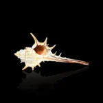 Shell Conch