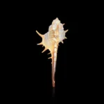 Shell Conch