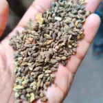 Shivlingi Seeds (शिवलिंगी बीज)