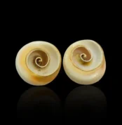 Siddh Akshay Patra Conch (अक्षय पात्र शंख)