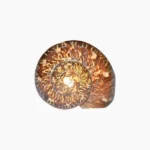 stylish-brown-moti-shankh, Brown Moti Puja Conch, Stylish Brown Moti Conch