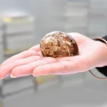 stylish-brown-moti-shankh, Brown Moti Puja Conch, Stylish Brown Moti Conch