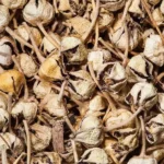 Sukhe Aak Phool (सूखे आक फूल)