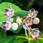 Sukhe Aak Phool (सूखे आक फूल)