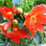 Sukhe Anaar Phool (सूखे अनार फूल)