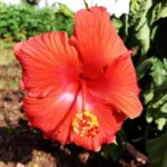 Sukhe Gudhal Phool (सूखे गुडहल फूल)