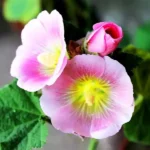 Sukhe Gul Khaira Phool (सूखे गुल खैर फूल)