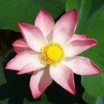 Sukhe Kamal Phool (सूखे कमल फूल)