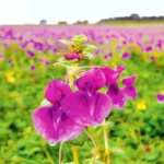 Sukhe Patthar Phool (सूखे पत्थर फूल)