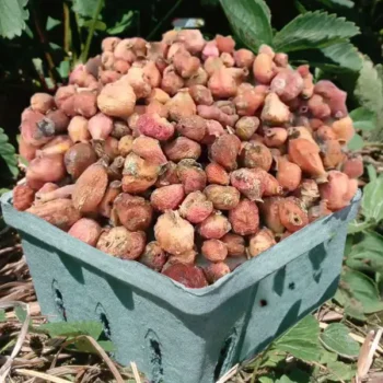 Sukhe Pista Phool (सूखे पिस्ता फूल)