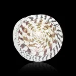 Sumeru Moti Shankh (मोती शंख)