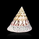 Sumeru Moti Shankh (मोती शंख)