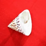 Sumeru Moti Shankh (मोती शंख)