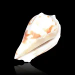 Tantra Conch