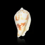 Tantra Conch
