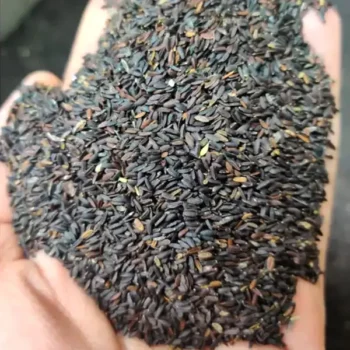 Tukh Malanga Seeds (तुखमलंगा के बीज)