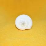 Vamvarti Guru Shankh (गुरु शंख)