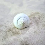 Vamvarti Guru Shankh (गुरु शंख)