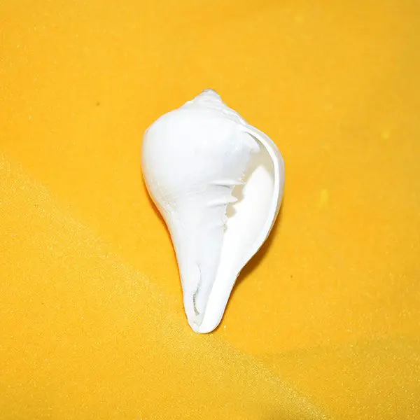 Vamvarti Guru Shankh