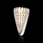 Vamvarti Snake Conch