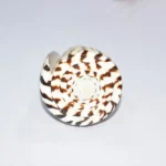 Vamvarti Snake Conch