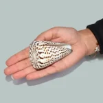 Vamvarti Snake Conch