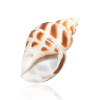 Vamvarti Temple Conch