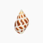 Vamvarti Temple Conch