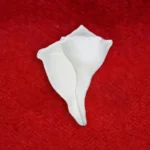 Big Size Dakshinavarti Shankh (दक्षिणावर्ती शंख)