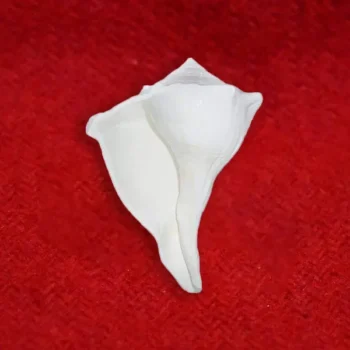 Big Size Dakshinavarti Shankh (दक्षिणावर्ती शंख)