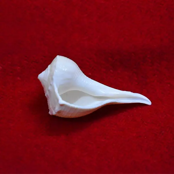 White Dakshinavarti Shankh, सफेद दक्षिणावर्ती शंख
