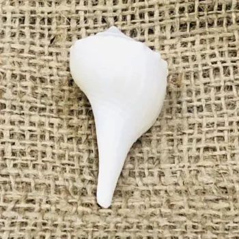 White Dakshinavarti Shankh, सफेद दक्षिणावर्ती शंख