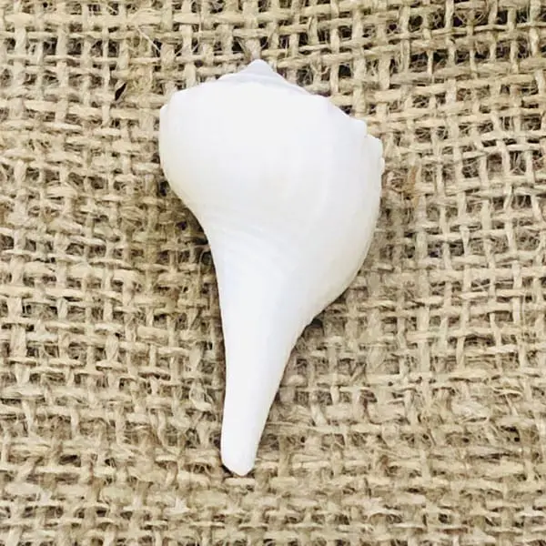 White Dakshinavarti Shankh, सफेद दक्षिणावर्ती शंख