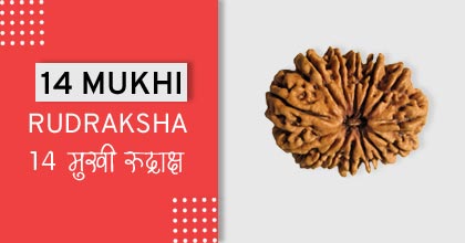 14-mukhi-rudraksha-astro-mantra, रुद्राक्ष के उपाय
