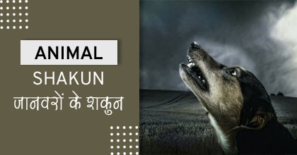 ANIMAL-SHAKUN-Shakun-Vichar