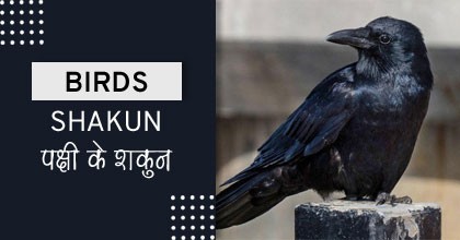 BIRDS-SHAKUN-Shakun-Vichar