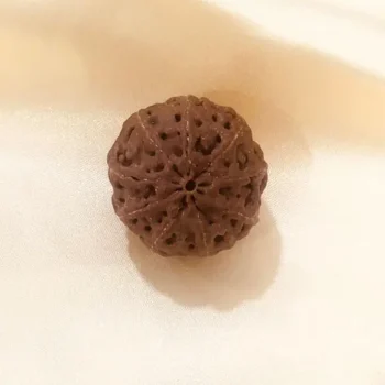 9 Mukhi Rudraksha Bead (नौ मुखी रुद्राक्ष)